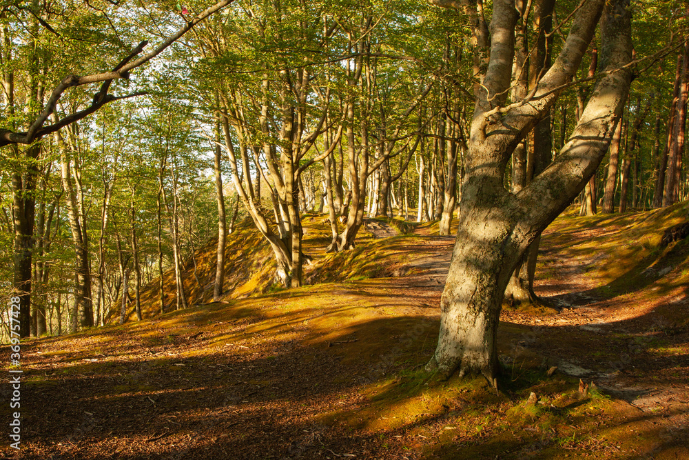 isolated trees growing near the cliff on the seashore, sunny summer afternoon isolated trees growing near the cliff on the seashore, sunny summer afternoon