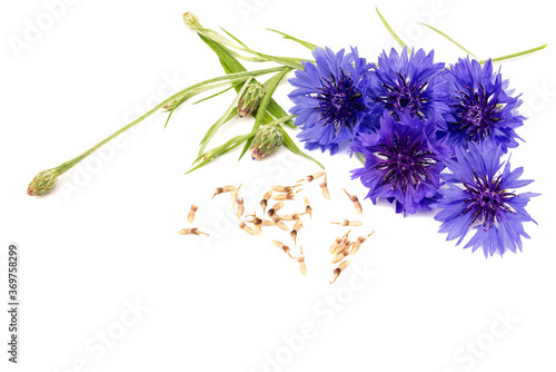 On an isolated white background inflorescences, seeds of blue meadow cornflowers.