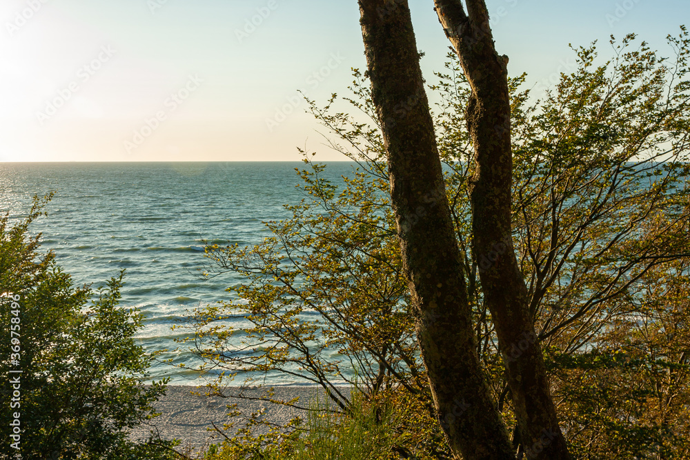 isolated trees growing on a cliff on the seashore isolated trees growing on a cliff on the seashore