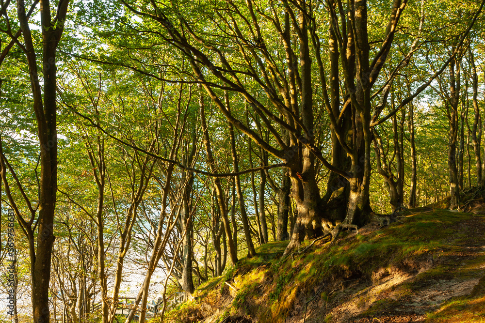 Naklejka premium Tree-covered cliff on the Baltic coast, afternoon sunny day,