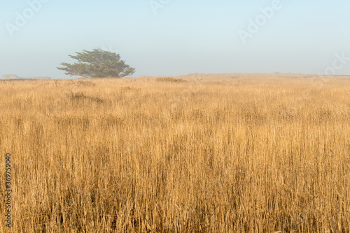 A wind blown green tree contrast with a golden field. photo