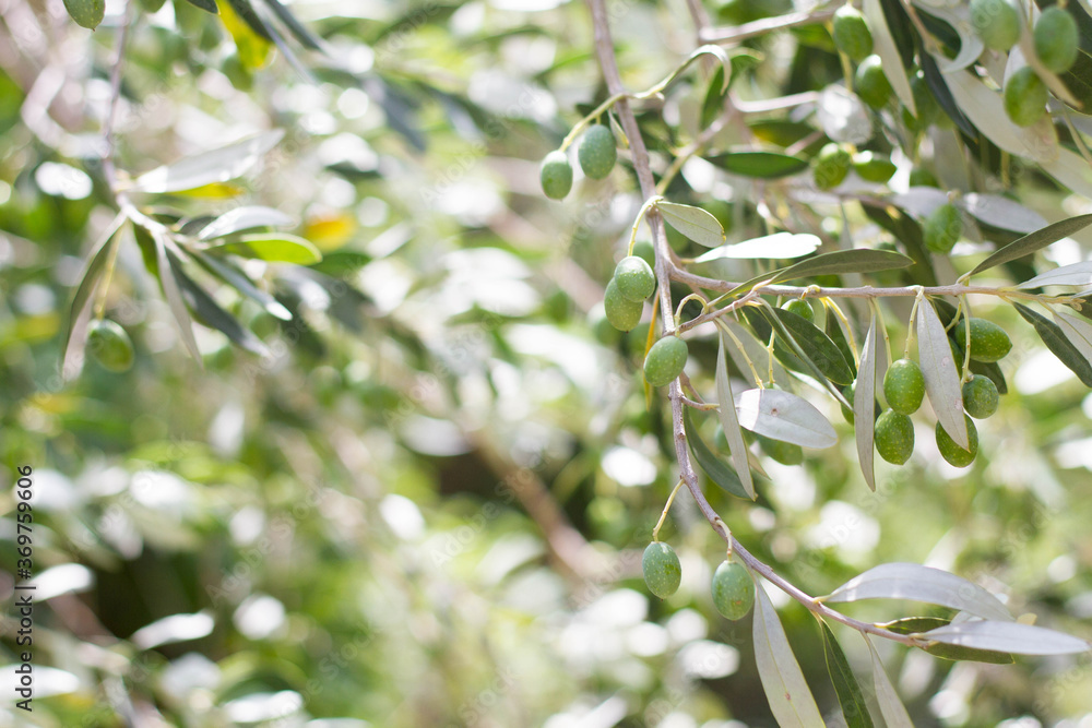 Fototapeta premium Close up of an olive plant. Old olive trees on a farm. Isolated olive berries and leaves.
