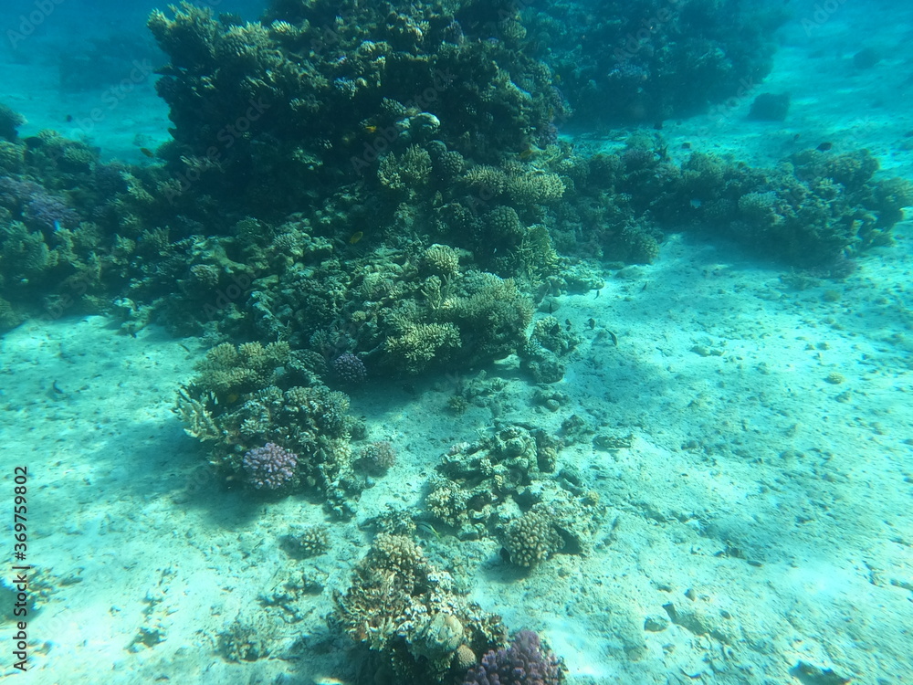 Obraz premium Reef with lots of colorful corals and lots of fish in clear blue water in the Red Sea near Hurgharda, Egypt