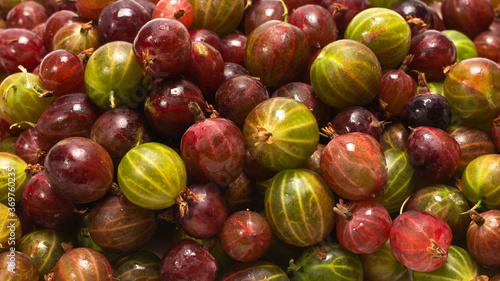 Gooseberry  as a background.