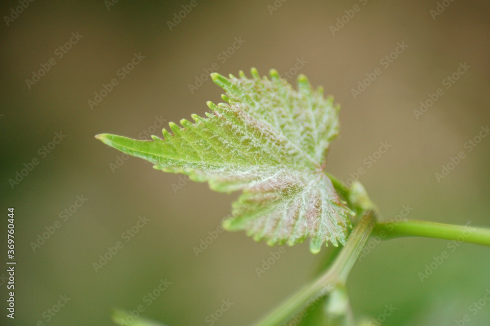 New leaves from grapes and grapes kidney New leaves from grapes and grapes kidney