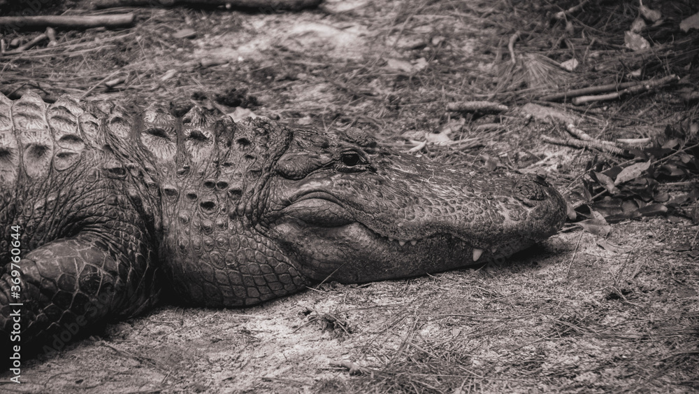 Obraz premium alligator in the everglades