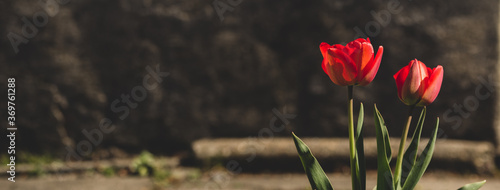 Czerwone tulipany  #369761288
