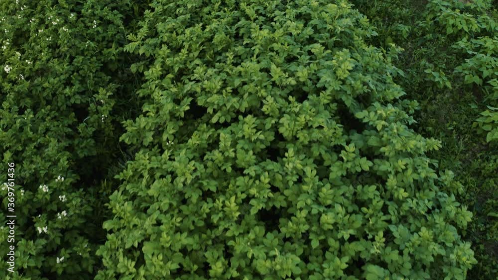 Potato field in the countryside on a private plot, a wide range of vegetables.2021 Potato field in the countryside on a private plot, a wide range of vegetables.2021