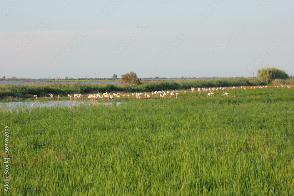 flamencos volando y en un humedal del delta del ebro flamencos volando y en un humedal del delta del ebro