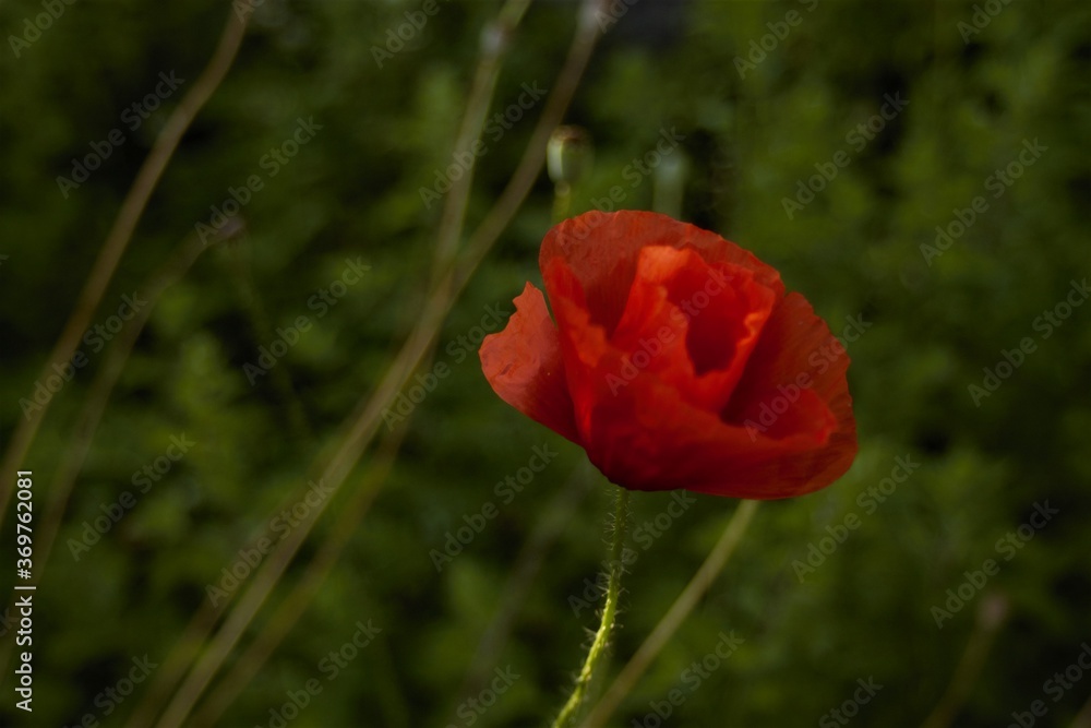 Wonderful red mountain flower on Carpathian shining summer filling Wonderful red mountain flower on Carpathian shining summer filling