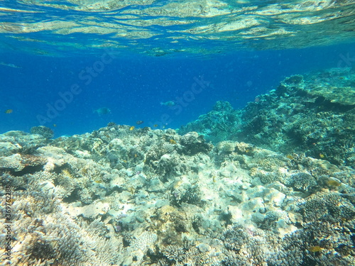 Reef with lots of colorful corals and lots of fish in clear blue water in the Red Sea near Hurgharda, Egypt