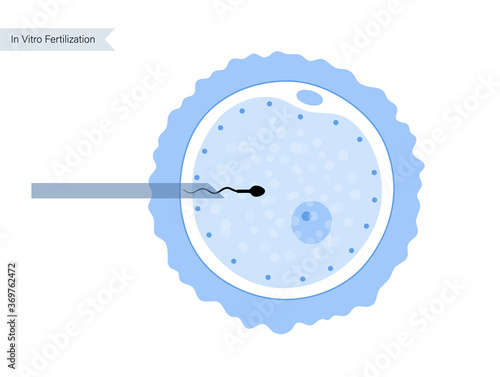 Human fertility concept