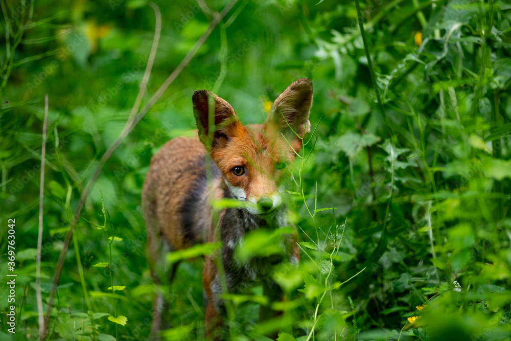 Rotfuchs (Vulpes vulpes) in hoher Vegetation, Deutschland, Europa Rotfuchs (Vulpes vulpes) in hoher Vegetation, Deutschland, Europa