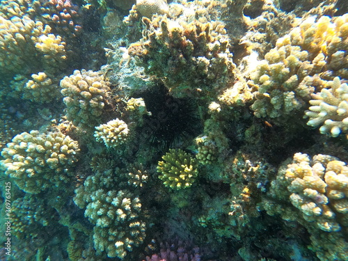 Reef with lots of colorful corals and lots of fish in clear blue water in the Red Sea near Hurgharda  Egypt