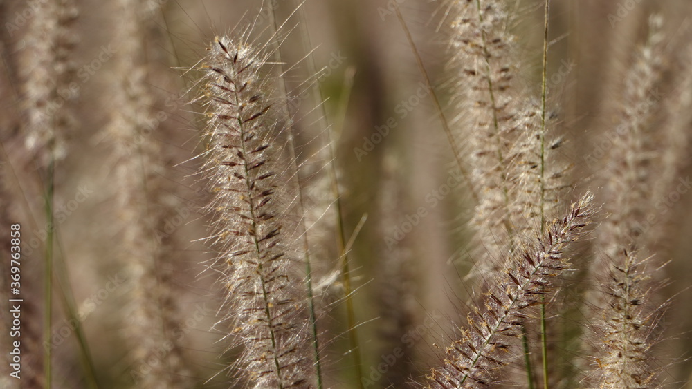 Mission Grass or desho grass flower, abstract background concept.
