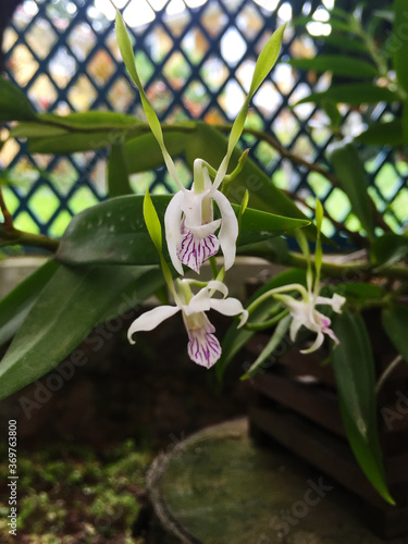 White orchid flower with purple stripes in garden