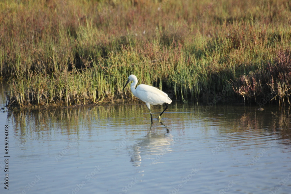 Fototapeta premium garza real y blanca en humedal del delta del ebro
