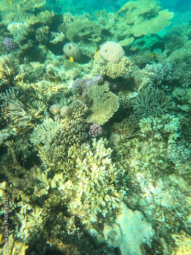 Reef with lots of colorful corals and lots of fish in clear blue water in the Red Sea near Hurgharda, Egypt