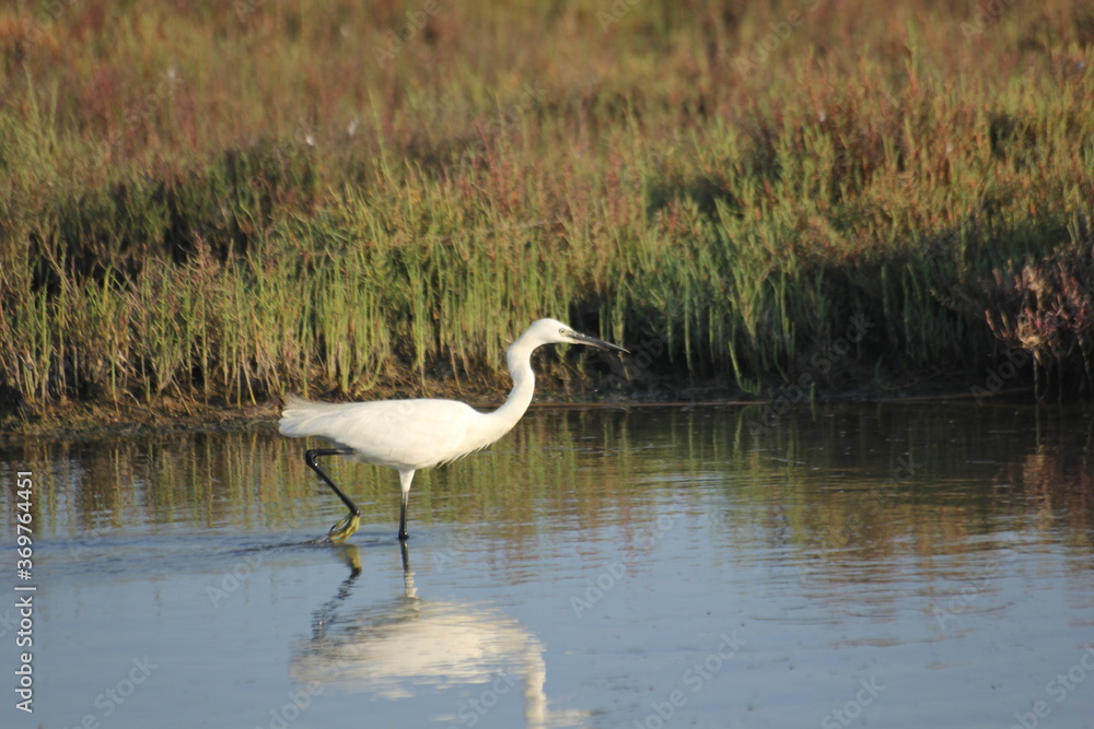 Fototapeta premium garza real y blanca en humedal del delta del ebro