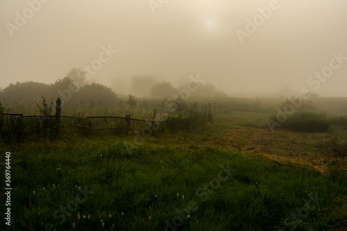 morning in the forest