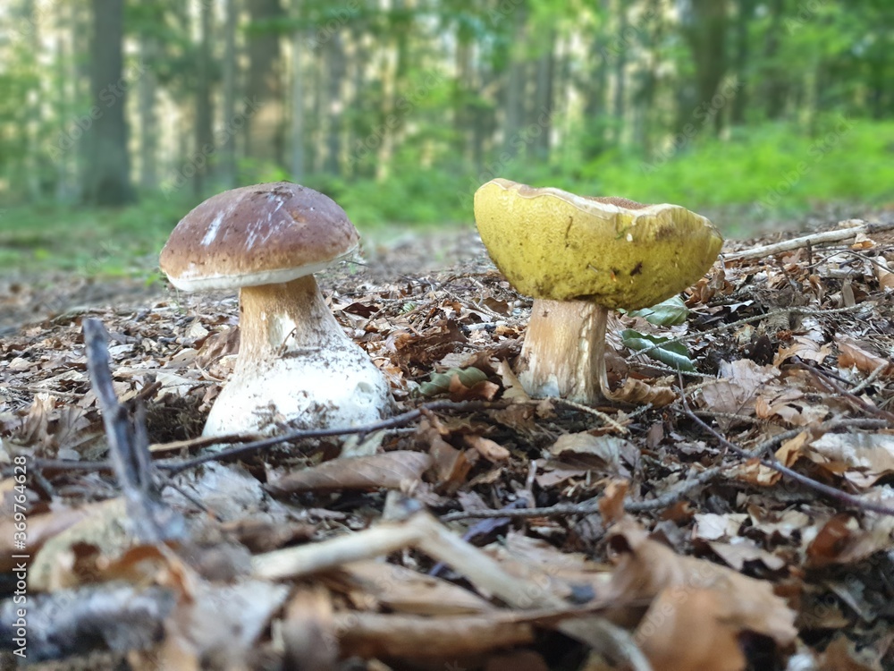 Fototapeta premium mushrooms in the forest