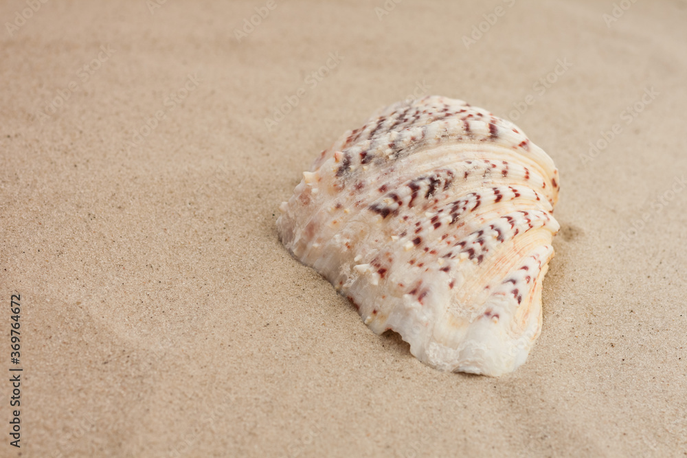 Seashells on the sand, summer beach background travel concept with copy space for text.