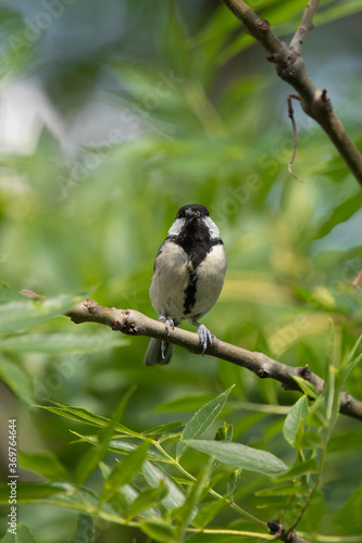 Kohlmeise (Parus major)