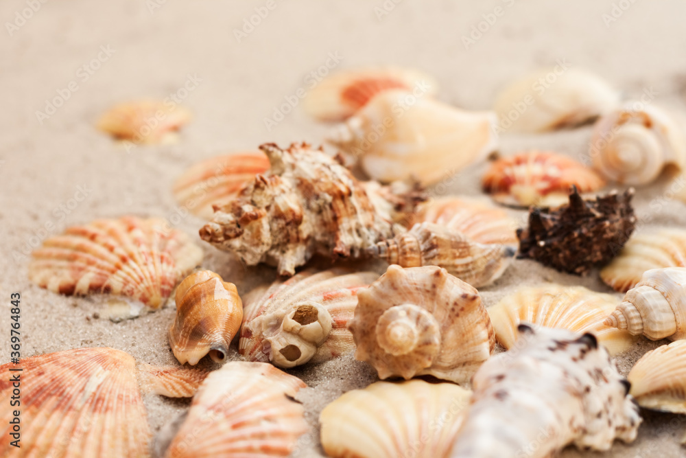 Seashells on the sand, summer beach tropical background travel concept with copy space for text