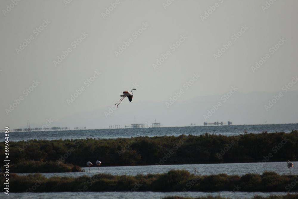 flamencos volando y en humedal del delta del Ebro