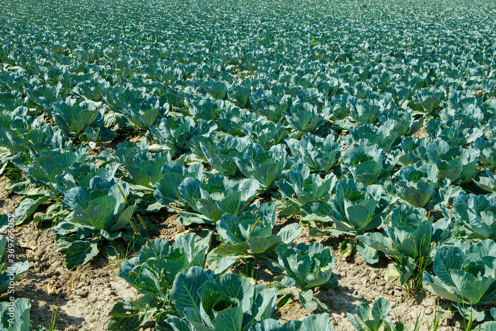 Fototapeta premium cabbage field