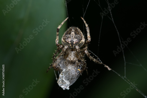 Closeup of an orb weaver spider (Neoscona mukherjee) Araneidae feeding on other insect photo