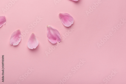Pink petals on pink background. Copy space. Floral background
