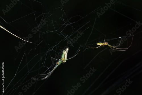 Male and female spider of decorated orb weaver spider (lecauge decorata) Tetragnathadae photo