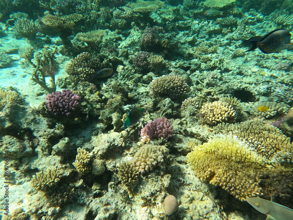 Fototapeta premium Reef with lots of colorful corals and lots of fish in clear blue water in the Red Sea near Hurgharda, Egypt