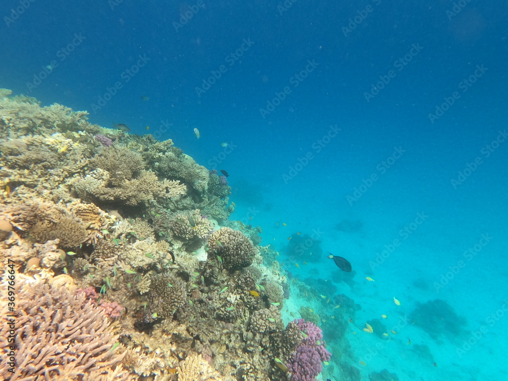 Fototapeta premium Reef with lots of colorful corals and lots of fish in clear blue water in the Red Sea near Hurgharda, Egypt