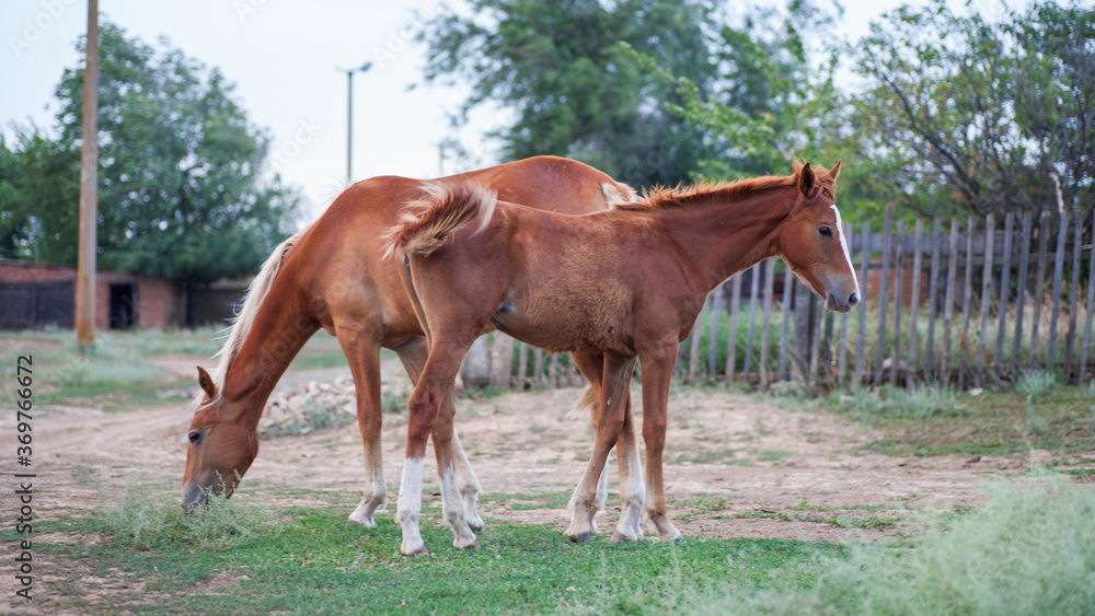 A farmer's domestic horse A farmer's domestic horse