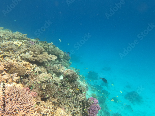 Reef with lots of colorful corals and lots of fish in clear blue water in the Red Sea near Hurgharda, Egypt