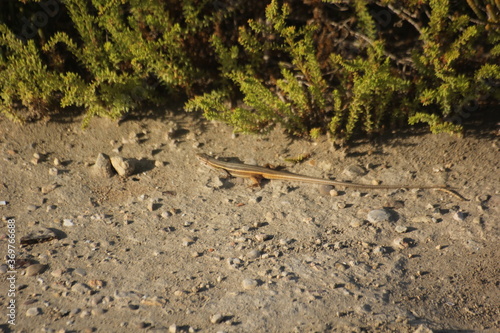 lagarto con cola larga cerca de un matorral
