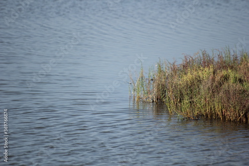 gaviotas volando en un humedal del delta del ebro © RaldaPhoto