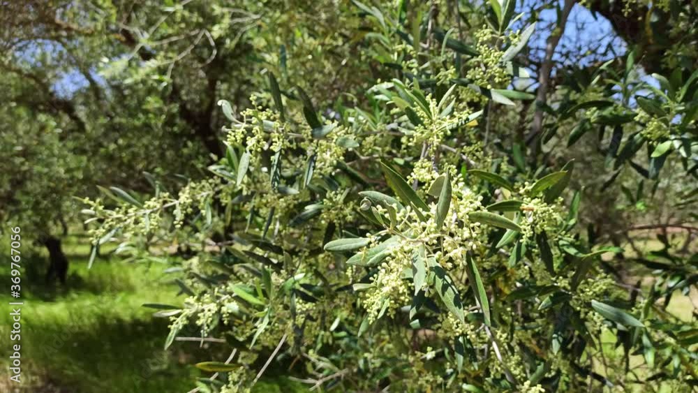 Closeup of a beautiful olive branch with flowers and hoverfly, Salento, regione Puglia, Italy Closeup of a beautiful olive branch with flowers and hoverfly, Salento, regione Puglia, Italy