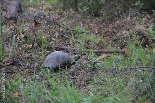 Turtle in forest.