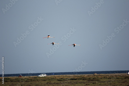 flamencos volando y en un humedal del delta del ebro