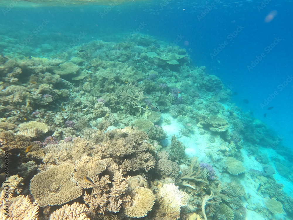 Fototapeta premium Reef with lots of colorful corals and lots of fish in clear blue water in the Red Sea near Hurgharda, Egypt