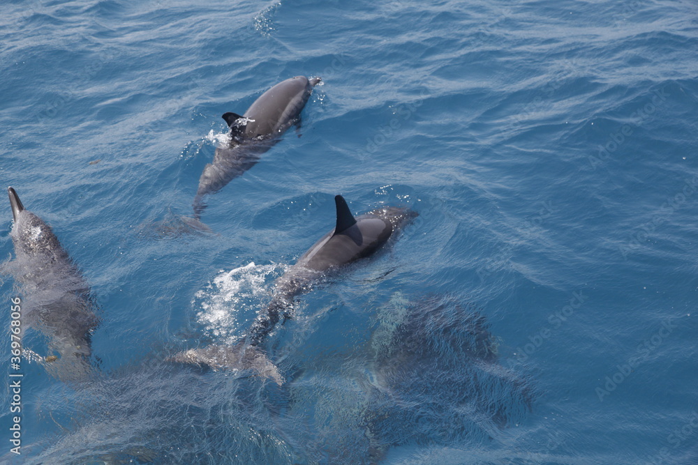 Naklejka premium dolphin swimming in the water