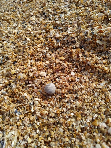 seashells on the beach