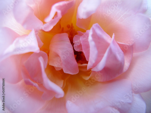 Detail of the petals of a rose creating spectacular shapes, colors and light play. 
