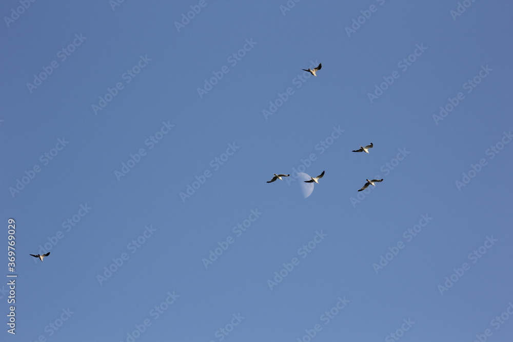 flamencos volando y en un humedal del delta del ebro