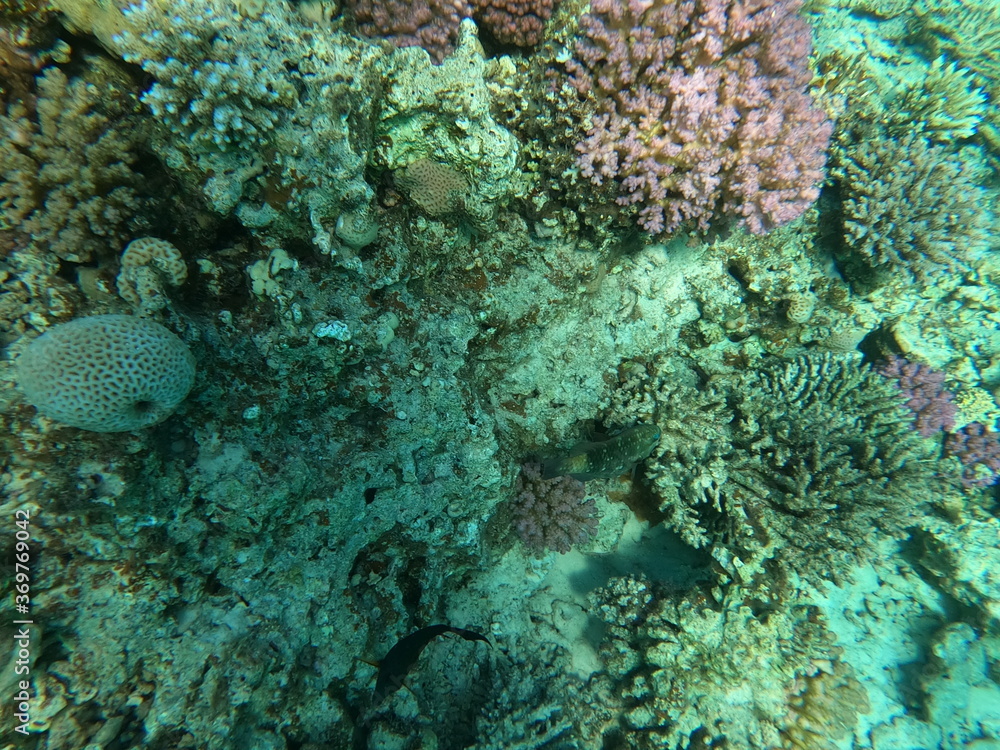 Fototapeta premium Reef with lots of colorful corals and lots of fish in clear blue water in the Red Sea near Hurgharda, Egypt