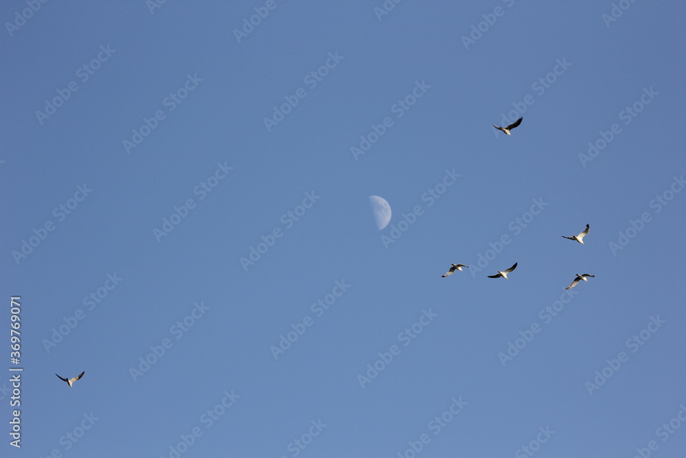 flamencos volando y en un humedal del delta del ebro flamencos volando y en un humedal del delta del ebro