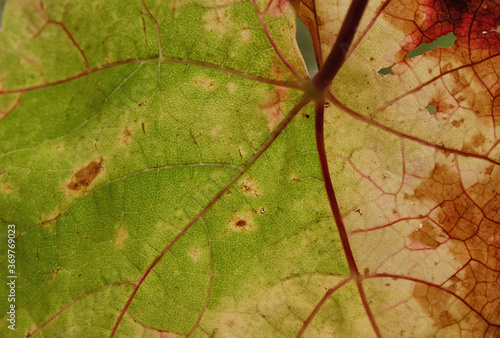 Macro detail of the texture of a leaf in autumn. 